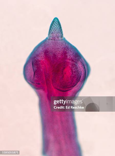 dog tapeworm (dipylidium caninum) scolex with suckers and rostellum with hooks, 25x - dog tapeworm stock-fotos und bilder