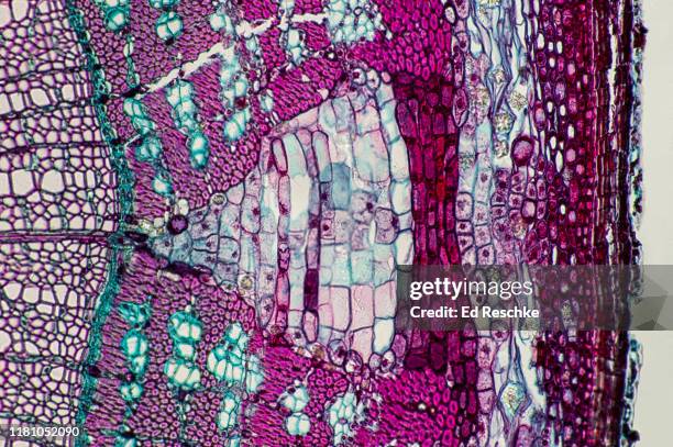 microanatomy of a woody dicot stem--tilia, two year stem, 50x - célula vegetal imagens e fotografias de stock