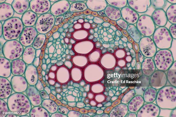 stele--buttercup (ranunculus) root cross section, 100x - phloem stockfoto's en -beelden