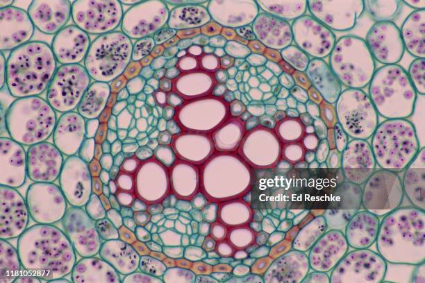 stele--buttercup (ranunculus) root cross section, 100x - periclcle stock pictures, royalty-free photos & images