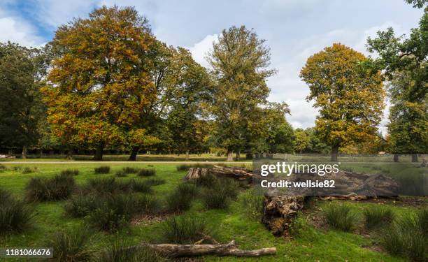 autumn at dunham massey - dunham stock pictures, royalty-free photos & images