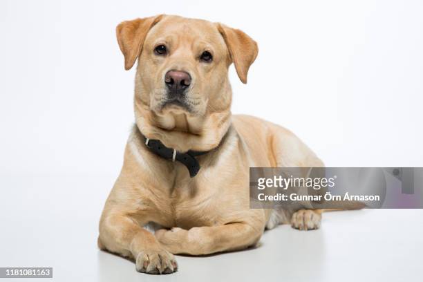 labrador retriever - yellow labrador retriever photos et images de collection