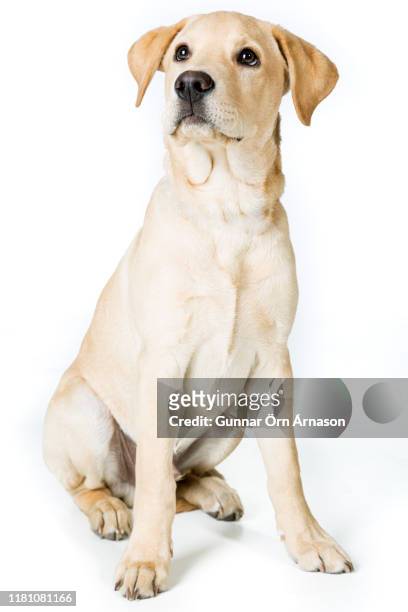 labrador retriever - labrador retriever stock pictures, royalty-free photos & images