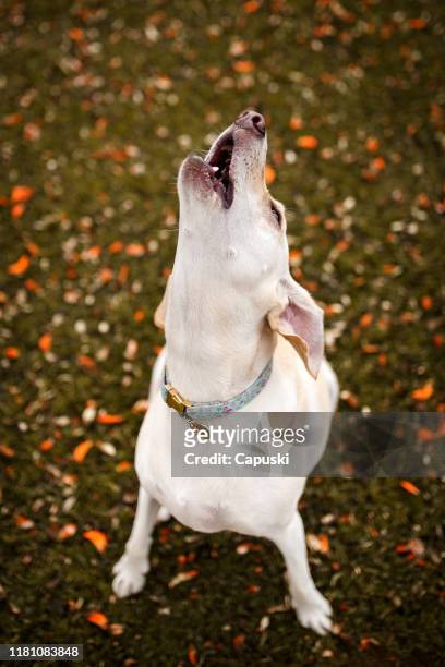 dow howling - barking stock pictures, royalty-free photos & images