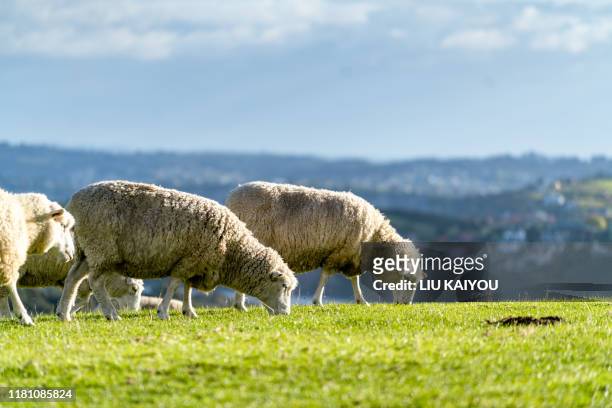 wild field with sheep and milk cow - pastorear imagens e fotografias de stock