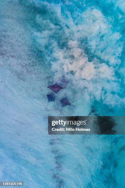 group of sting rays - top down view - great barrier reef aerial ストックフォトと画像