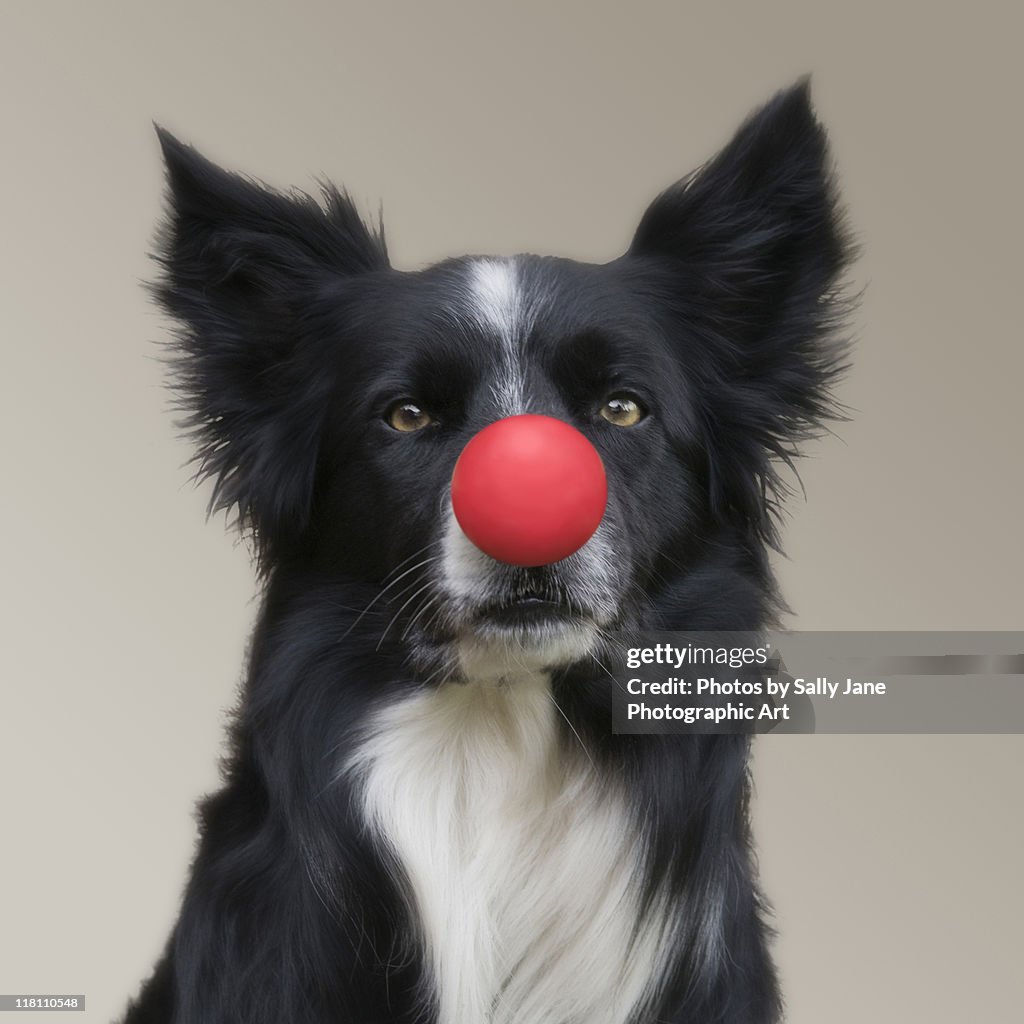 Dog wearing red clown nose