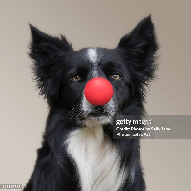 dog wearing red clown nose - clownsneus stockfoto's en -beelden