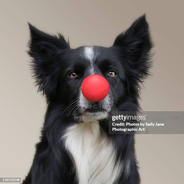 dog wearing red clown nose - clown's nose stock pictures, royalty-free photos & images