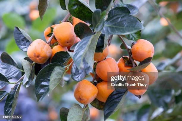 orange persimmons on tree - kaki stockfoto's en -beelden