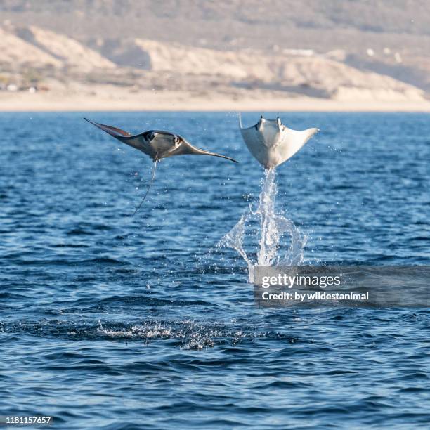 breaching mobula ray, mobula munkiana, sea of cortes, baja california, mexico. - mar de cortês imagens e fotografias de stock