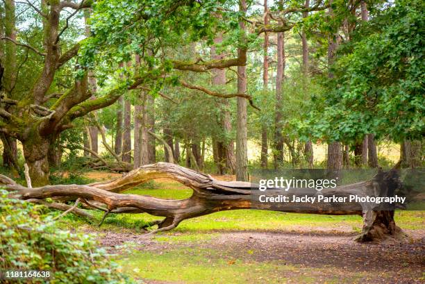 a large fallen tree snapped at the base of the trunk in the new forest national park, hampshire, england, uk - log stock-fotos und bilder