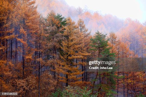 autumn landscape - japanese larch stock pictures, royalty-free photos & images