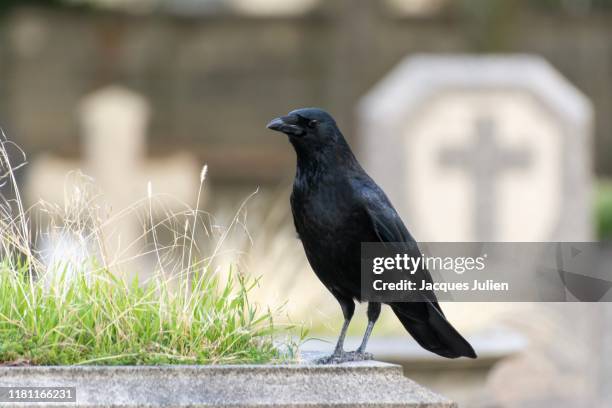 crow - black bird - in a cemetery (père-lachaise, paris) - crow bird fotografías e imágenes de stock