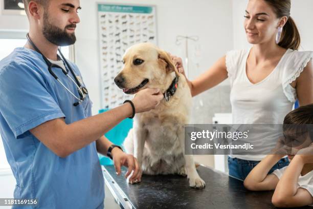 veterinarian life - retriever stock pictures, royalty-free photos & images