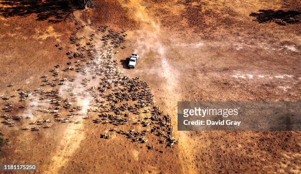 Australian farmer Richard Gillham drives his truck across a drought-affected paddock as he feeds his sheep on his property 'Barber's Lagoon' located...