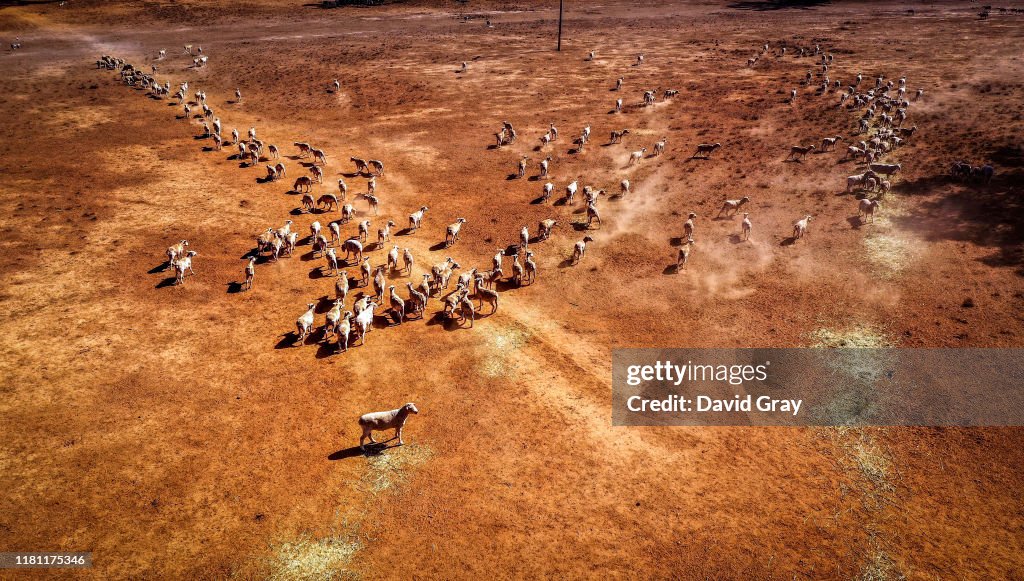 Farmers Continue To Struggle As NSW Suffers Through Worst Drought On Record