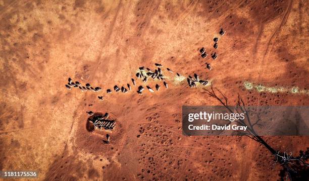 Sheep eat feed that Australian farmer Richard Gillham dropped in a drought-affected paddock on his property 'Barber's Lagoon' located on the...