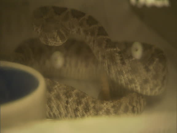 Diamond Python Pattern 37 Rattle Snake Strike Stock Videos, Footage, & 4K Video Clips - Getty ...
