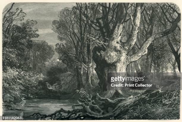 Near Lymington, in the New Forest', circa 1870. Broken tree branch on Lymington River in the New Forest, Hampshire, an 18th century source of timber...