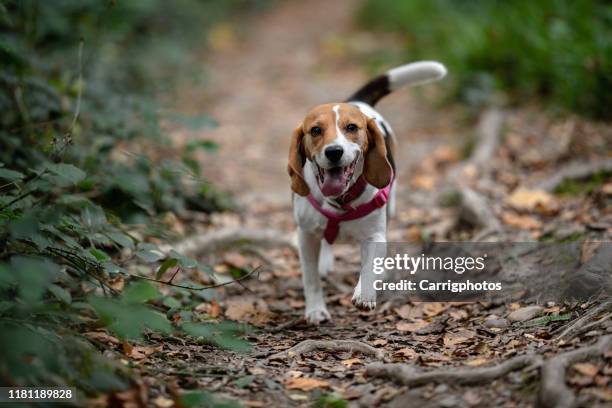 dog walking along a footpath in the forest, ireland - animal mouth open stock pictures, royalty-free photos & images