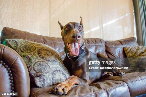 red warlock doberman pinscher dog lying on a couch - red warlock doberman pinscher stock pictures, royalty-free photos & images