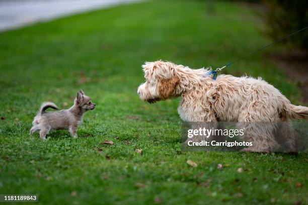 two dogs checking each other out in a park, ireland - lap dog stock pictures, royalty-free photos & images