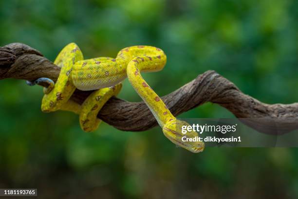 green tree python on a branch, indonesia - coiled snake stock pictures, royalty-free photos & images