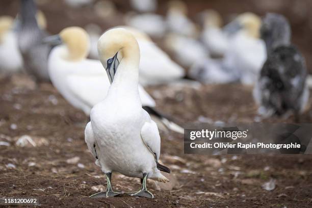 fou de bassan - gaspe peninsula stock pictures, royalty-free photos & images