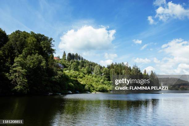 germany, llake titisee , black forest,baden-württemberg - baden wurttemberg 個照片及圖片檔