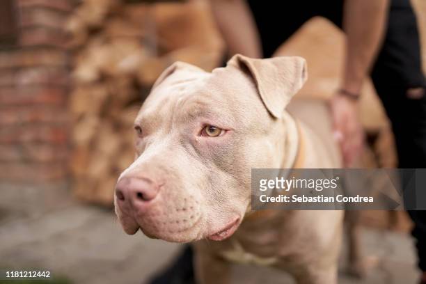 american pit bull terrier, close up view of the very massive and representative head. - american pit bull terrier stock-fotos und bilder