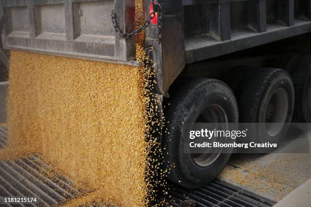 corn kernels pour from a truck - pouring cereal stock pictures, royalty-free photos & images