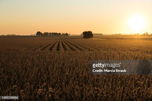 drone view of golden autumn sunrise at farm field - soybean harvest stockfoto's en -beelden