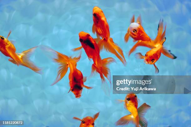 swimming goldfishes - goldfish stock pictures, royalty-free photos & images