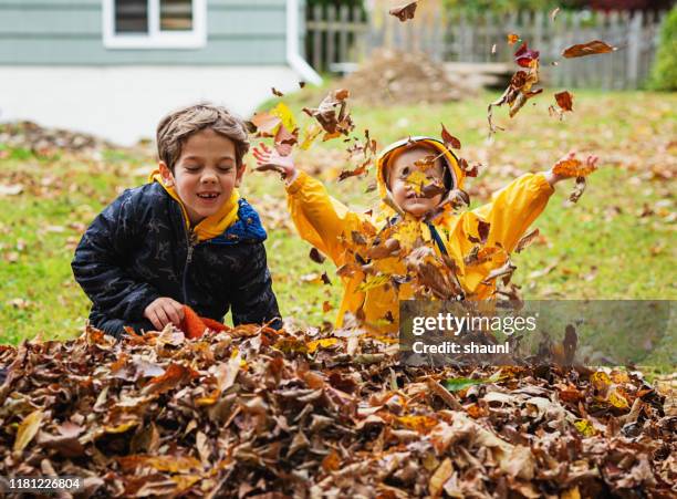 brother & sister play in leaves - young leafs stock pictures, royalty-free photos & images