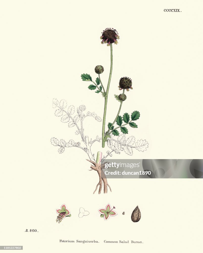 Plants, Sanguisorba minor, salad burnet, 19th Century print