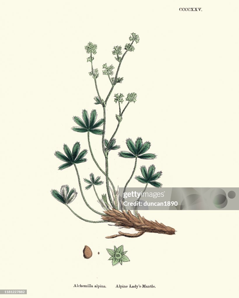 Plants, Alchemilla alpina, alpine lady's-mantle, 19th Century print