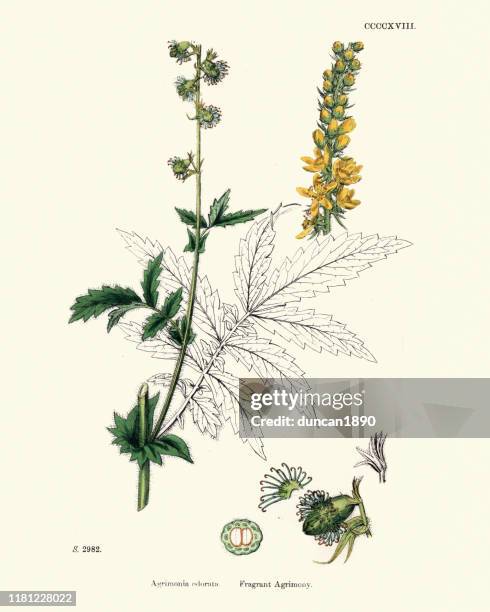 stockillustraties, clipart, cartoons en iconen met planten, agrimonia procera, geurende agrimonie, 19e eeuw afdrukken - agrimonia-eupatoria