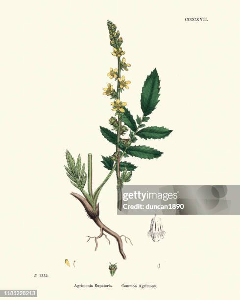stockillustraties, clipart, cartoons en iconen met planten, agrimonia eupatoria, gemeenschappelijke agrimonie, 19e eeuw afdrukken - agrimonia-eupatoria