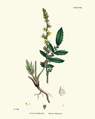 Plants, Agrimonia eupatoria, common agrimony, 19th Century print