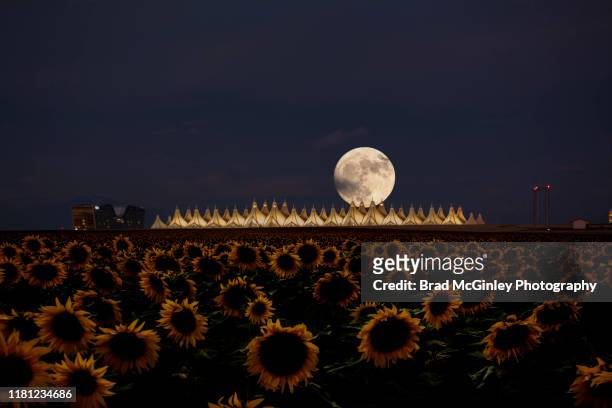 denver international airport full moon sunflower field - denver international airport stock-fotos und bilder