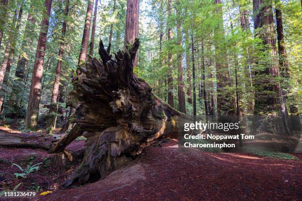 close-up shot of fallen redwood tree, avenue of the giants scenic highway, humboldt redwoods state park, california, usa - humboldt redwoods state park fotografías e imágenes de stock