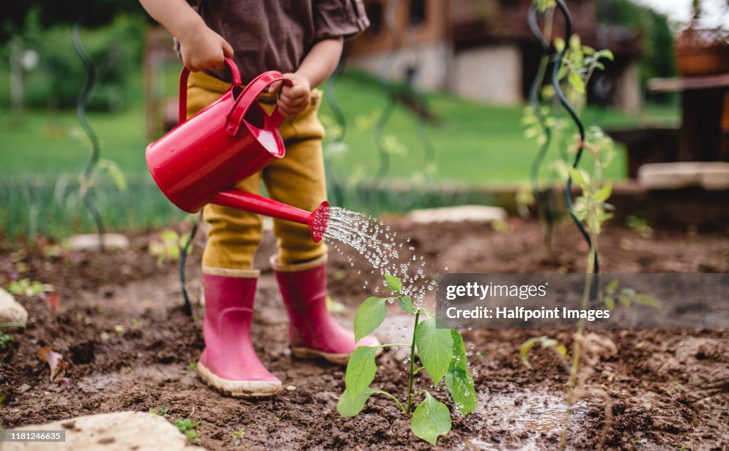 A midsection of portrait of cute small child outdoors gardening.