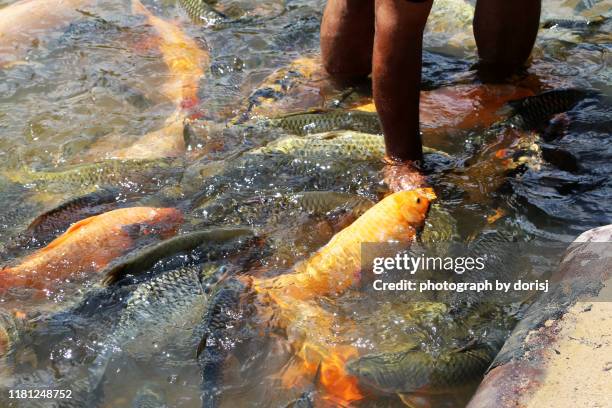 fish spa - garra rufa fish stock pictures, royalty-free photos & images