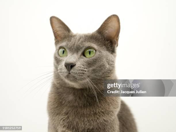 close up on a purebred korat cat on white background - purebred cat stock-fotos und bilder