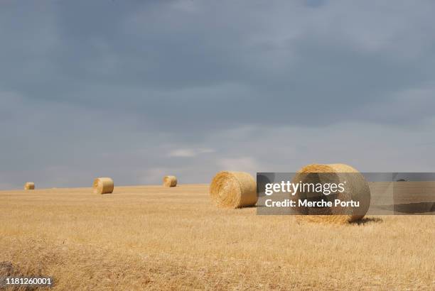 agricultural field with alpacas - spain landscape stock pictures, royalty-free photos & images