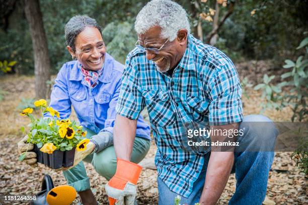 coppia afroamericana senior piantare in giardino - gardening foto e immagini stock