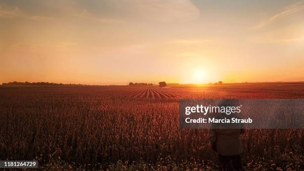 woman watching golden autumn sunrise at farm field - fall harvest field stock pictures, royalty-free photos & images