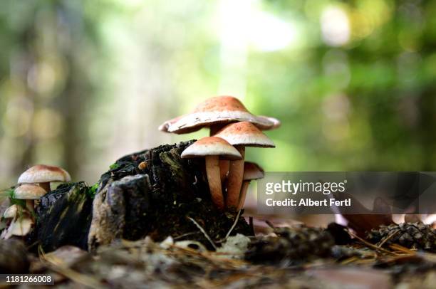 baumpilze am waldboden - forest floor stock-fotos und bilder