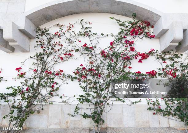 flowering vine plant on a white stone wall, viewed from the front. - vine plant 個照片及圖片檔